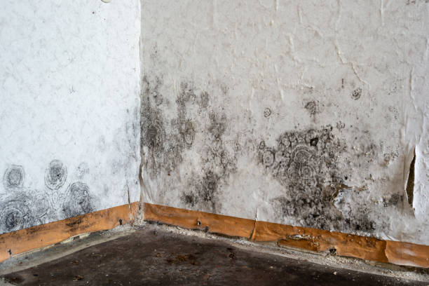 Water damage restoration mold remediation